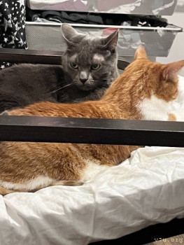 Наши любимые домашние питомцы - 5339391476125264001.jpg