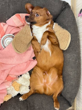 собачий Ангелок