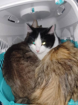 Наши любимые домашние питомцы - IMG_20250227_162404_778.jpg