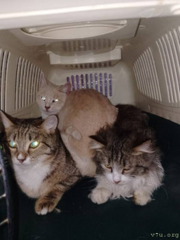 Наши любимые домашние питомцы - IMG_20250227_162357_630.jpg