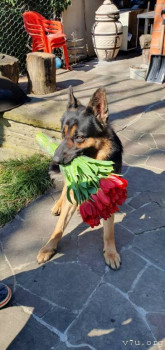 Наши любимые домашние питомцы - IMG-20250308-WA0052.jpg