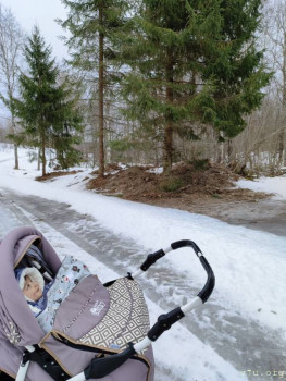 Елки зелёные радуют глазки