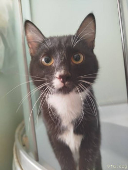 Наши любимые домашние питомцы - IMG_20250318_140542.jpg