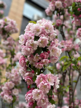 Япония.Жизнь и воспитание детей - IMG_7975.JPG