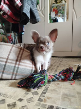 Наши любимые домашние питомцы - IMG_20250504_144426.jpg