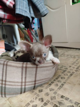 Наши любимые домашние питомцы - IMG_20250504_144218.jpg