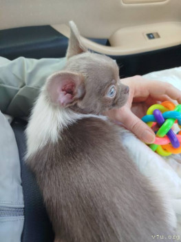 Наши любимые домашние питомцы - IMG_20250504_112838.jpg