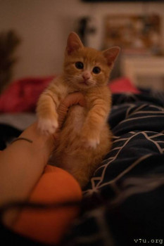 Наши любимые домашние питомцы - IMG_20250513_203623_195.jpg