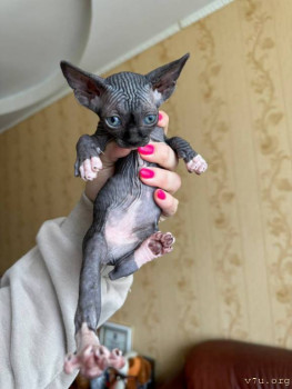 Наши любимые домашние питомцы - IMG_20250513_233107_667.jpg