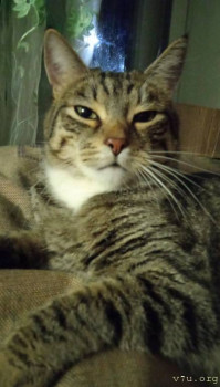 Наши любимые домашние питомцы - IMG_20250514_104210.jpg