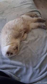 Наши любимые домашние питомцы - 20250509_194200.jpg