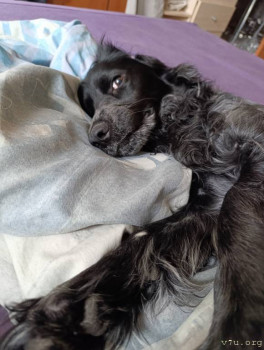 Наши любимые домашние питомцы - IMG_20250407_110515.jpg