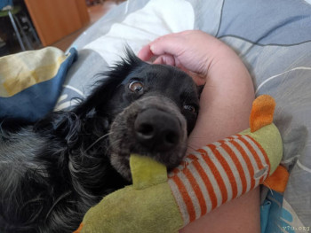 Наши любимые домашние питомцы - IMG_20250305_120318.jpg