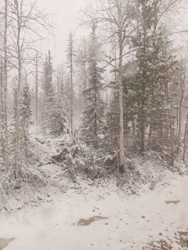 Розовые пони - IMG_20250527_174927.jpg