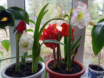 Розовые пони - IMG_20250602_164704.jpg