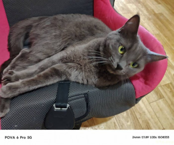 Герда кресло автомобильное тестирует