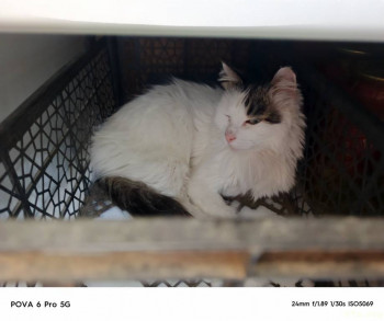 Спряталась