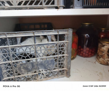 Анфиса маскируется под картошку, на балкон мелкую не пускаю