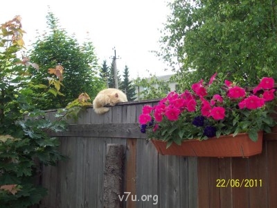 В качестве украшения также можно использовать своего кота,главное успеть запечатлеть момент...