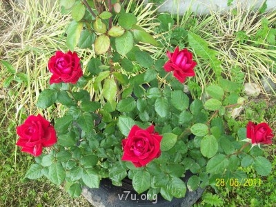 Моей красавице третий год...