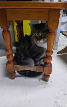 Наши любимые домашние питомцы - IMG_20250903_200037.jpg