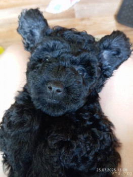 Медвежонок