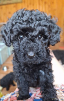 Наши любимые домашние питомцы - 20250723_155157(1).jpg