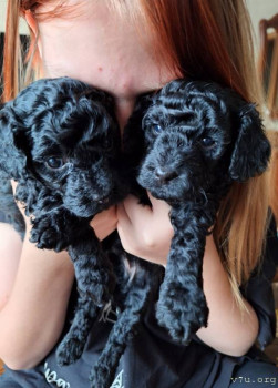 Я их продавала три дня. Выставила объявление и практически сразу их забронировали.