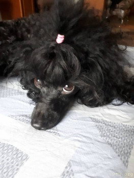 Наши любимые домашние питомцы - 20230813_100256.jpg