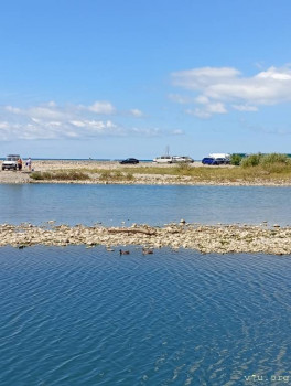 Дикие утки , видимо, пролетом.