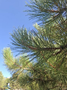 : - об отдыхе на море ;  - 20250913_101822.jpg