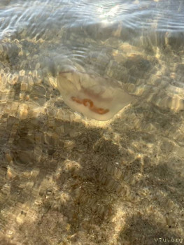 : - об отдыхе на море ;  - image-11-09-25-06-41-7.jpeg