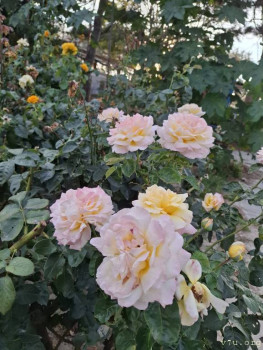 : - об отдыхе на море ;  - 20250917_175352.jpg