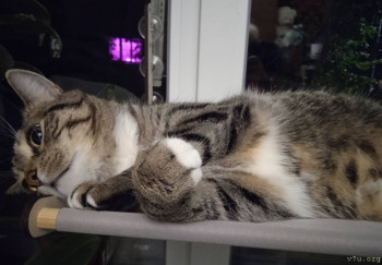 Наши любимые домашние питомцы - IMG_20250918_200627.jpg