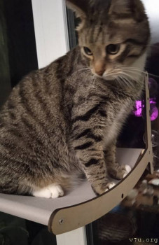 Наши любимые домашние питомцы - IMG_20250918_195618.jpg