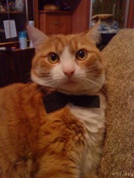 Наши любимые домашние питомцы - Фото12.jpg