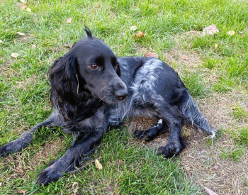 Наши любимые домашние питомцы - IMG_20250924_164401.jpg