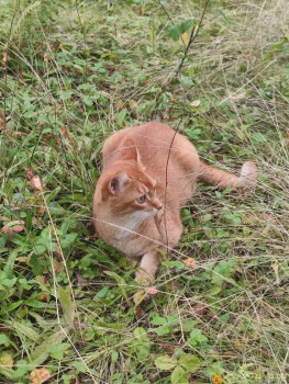 Наши любимые домашние питомцы - IMG_20250826_171706.jpg