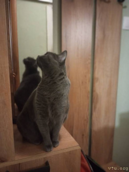 Наши любимые домашние питомцы - IMG_20250827_205111_222.jpg