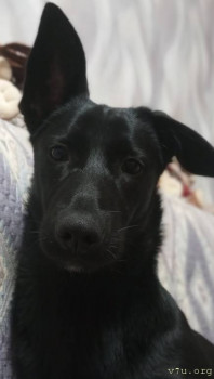 Наши любимые домашние питомцы - Screenshot_20250125-203613.jpg