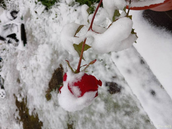 Розовые пони - IMG_20250927_072212.jpg