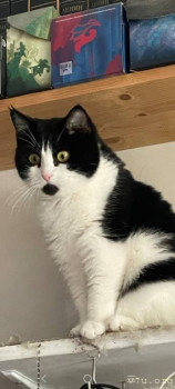 Наши любимые домашние питомцы - Screenshot_20250822_175606.jpg