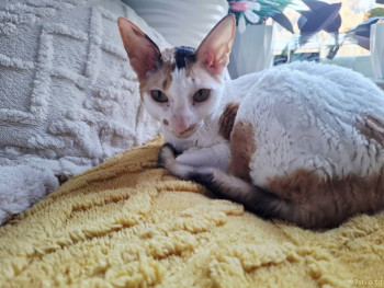 Корниш рекс Аиша!<br />Любит кататься на дверях!!!<br />Кувыркается в воздухе' призывает кунчиков побегать!!!!!