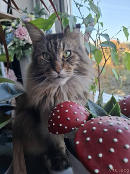 Мейн кун Тайсон!