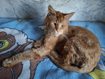 Царь нашего прайда мейн кун Лосяш!!!!<br />От скрещивания брата и сестры.<br />Немного кучерявый' колтуны не прочесать.<br />Вот стригли.<br />Обрастает.