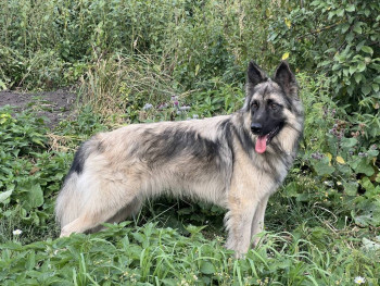 Четыре сыночка без лапочки дочки пока 128513;  - IMG_2945.jpeg