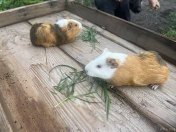 Четыре сыночка без лапочки дочки пока 128513;  - IMG_1551.jpeg