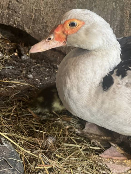 Четыре сыночка без лапочки дочки пока 128513;  - IMG_0561.jpeg