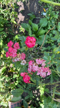 Четыре сыночка без лапочки дочки пока 128513;  - D15438F4-3804-47FB-8C04-AE6B914A7946.jpeg