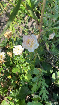 Четыре сыночка без лапочки дочки пока 128513;  - 39E7F93D-F398-4824-BC3F-7D9BAA449F21.jpeg